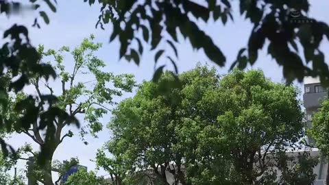 妻子在帐篷中被多次阴道射精的绿帽视频 日下部加奈 JUQ-111